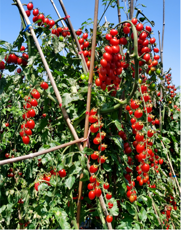 地康源肥料：讓紅貴人番茄的“天賦”，結(jié)出更驚艷的豐收